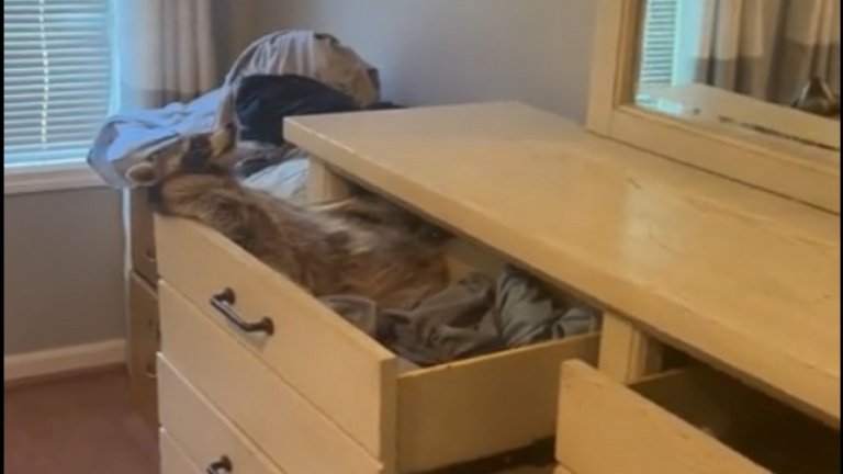 Le raton laveur se repose dans le tiroir de la commode