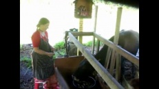 Une vache plutôt douée