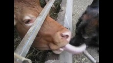 Histoire d'amour entre une vache et un chien?