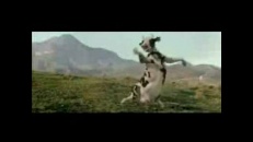 Une vache qui fait du karaté