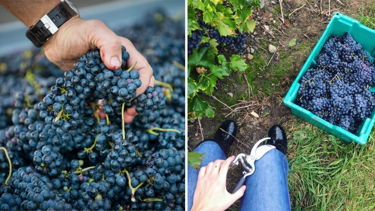 Vivez gratuitement l’expérience des vendanges dans un vignoble de Saint-Eustache
