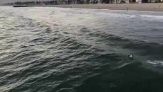 Visite surprise d'une baleine près d'une plage!