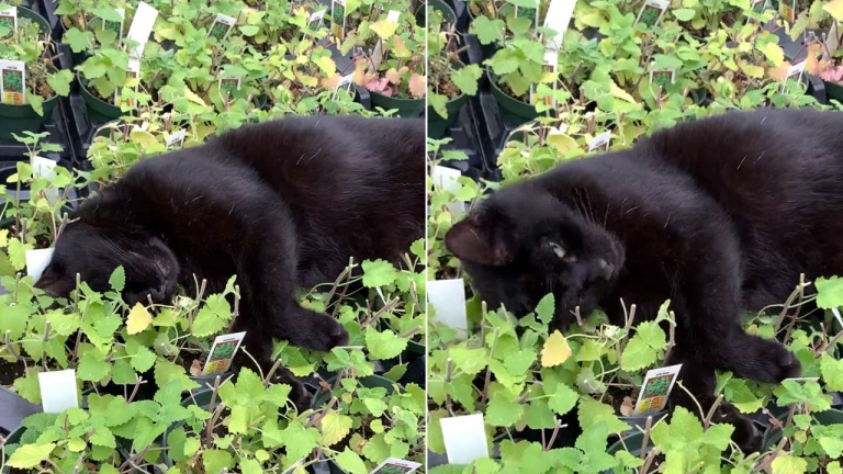 Une vraie vie de chat