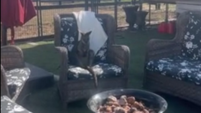 Le wallaby adore s'asseoir près du feu de camp