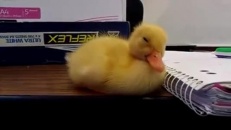 Un caneton qui cogne des clous!