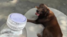 Inutile de cacher des biscuits avec ce chien dans les parages!