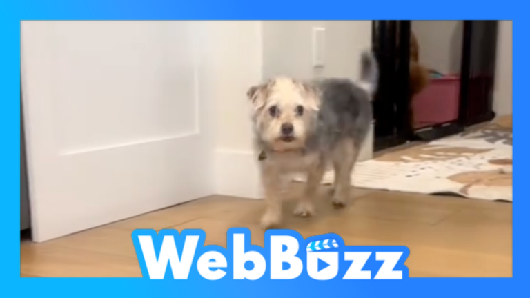 Quand on s'en va prendre une marche avec le chien