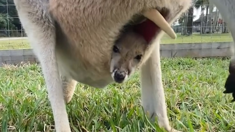 Un bébé kangourou dans la poche de sa maman