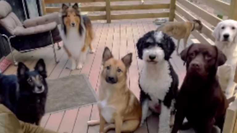Les chiens et leur amour d'une balle! 