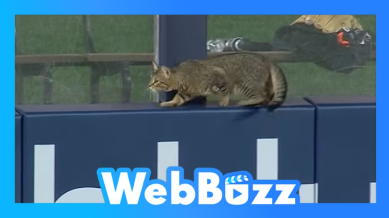 Un chat vole la vedette pendant un match de baseball