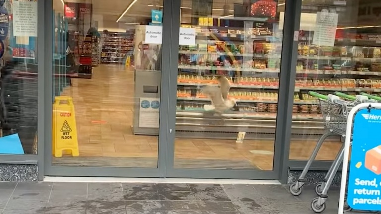 On n’est jamais mieux servi que par soi-même... cette mouette l'a compris!