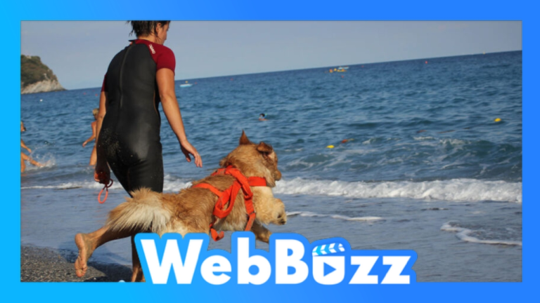 Une plage entièrement pensée pour les chiens