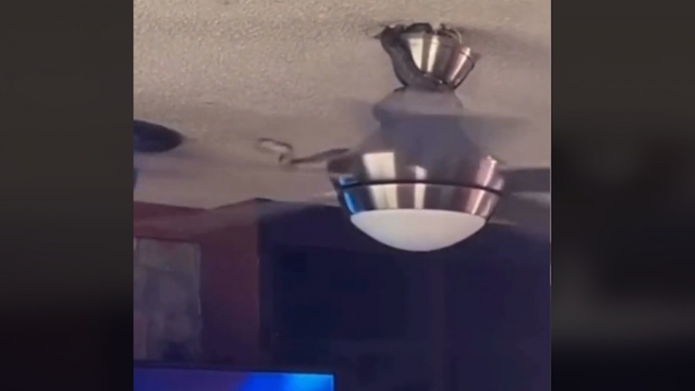 Un serpent sort du plafond sur un ventilateur en mouvement 