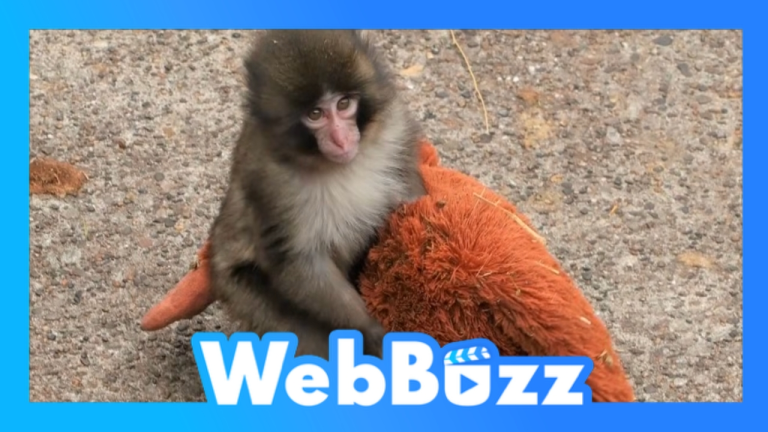 Punch, le bébé singe abandonné qui adopte une peluche IKEA