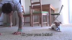 Cours de yoga pour chiens!