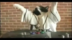 Dj Kat